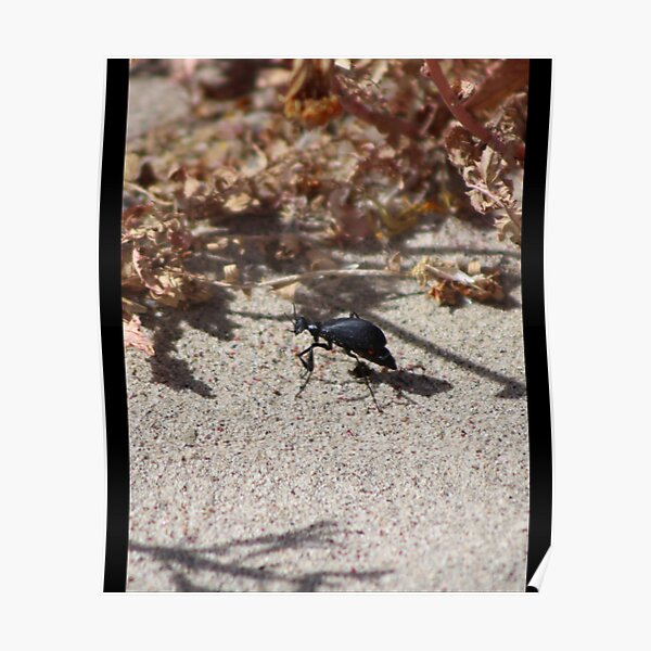 Black Blister Beetle Coachella Preserve   Poster RB2410 product Offical coachella Merch