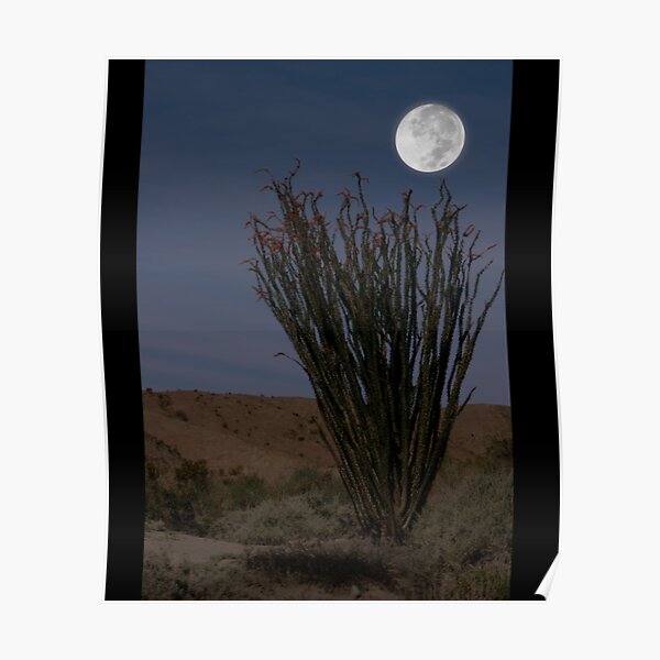 Desert Coral Cactus in Moonlight Coachella Preserve   Poster RB2410 product Offical coachella Merch